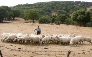 pecore e pastore-foto massimo locci