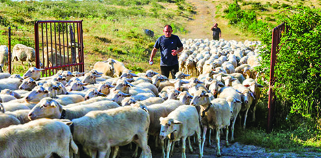 Il buon pastore dà la propria vita per le pecore